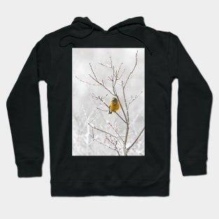 Evening Grosbeak - Algonquin Park Hoodie